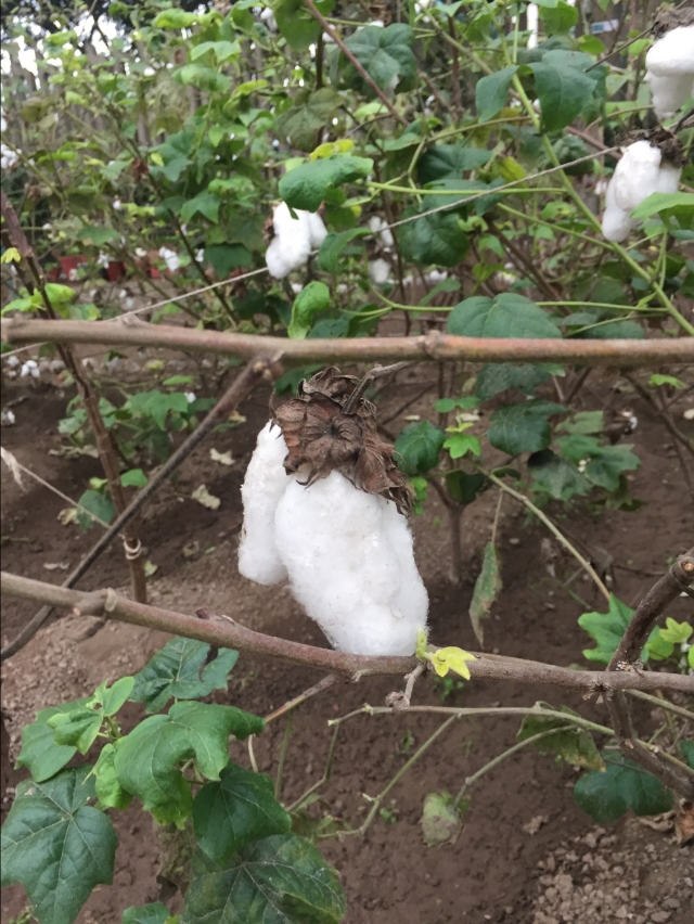 Cotton in the field in Peru